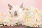 Thai Kitten