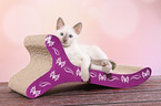 Thai Kitten