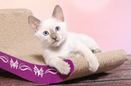 Thai Kitten
