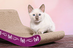 Thai Kitten