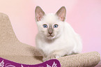 Thai Kitten