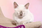 Thai Kitten