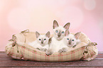 Thai kitten