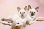 Thai Kitten