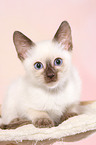 Thai Kitten
