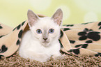 Thai Kitten