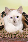 Thai Kitten