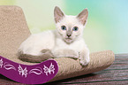 Thai Kitten
