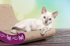Thai Kitten