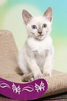 Thai Kitten