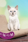 Thai Kitten