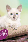 Thai Kitten