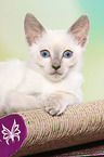 Thai Kitten