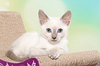 Thai Kitten