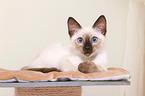 Thai Kitten