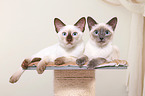 2 young Thais