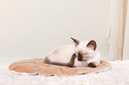 Thai Kitten
