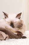 Thai Kitten