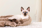 Thai Kitten