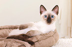 Thai Kitten