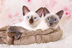 2 young Thais
