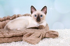 Thai Kitten