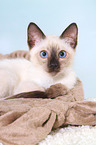 Thai Kitten