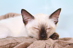 Thai Kitten