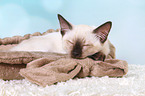 Thai Kitten