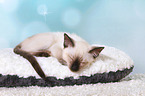 Thai Kitten