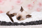 Thai Kitten