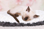 Thai Kitten