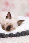 Thai Kitten