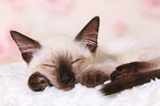 Thai Kitten
