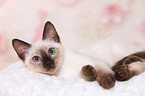 Thai Kitten