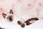 Thai Kitten