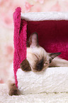 Thai Kitten