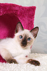 Thai Kitten