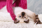 Thai Kitten