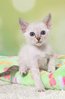 Thai Kitten