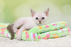 Thai Kitten