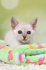Thai Kitten
