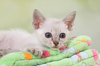 Thai Kitten