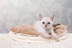 Thai Kitten