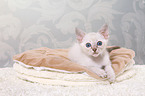 Thai Kitten