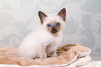 Thai Kitten