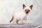 Thai Kitten