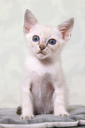 Thai Kitten