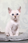 Thai Kitten
