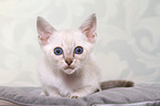 Thai Kitten